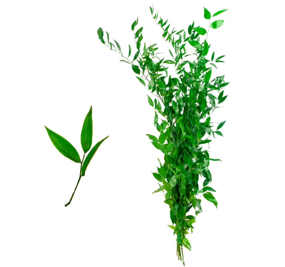 Ruscus Italiano - Patagonia Vital