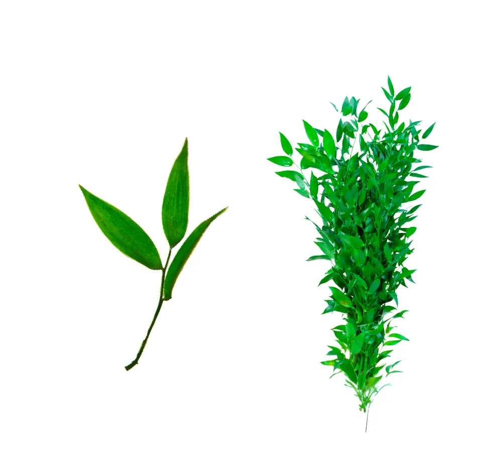 Ruscus Italiano - Patagonia Vital