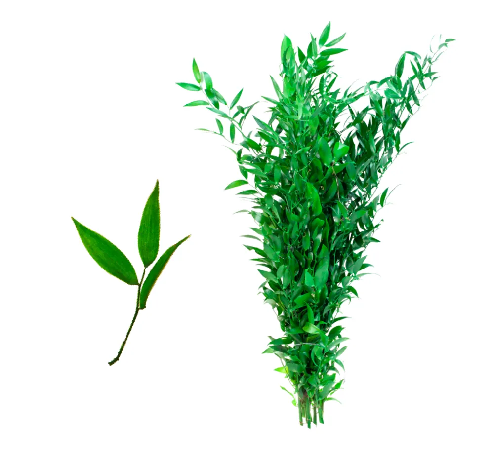 Ruscus Italiano - Patagonia Vital