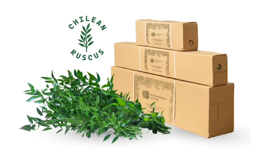 Ruscus Italiano - Patagonia Vital