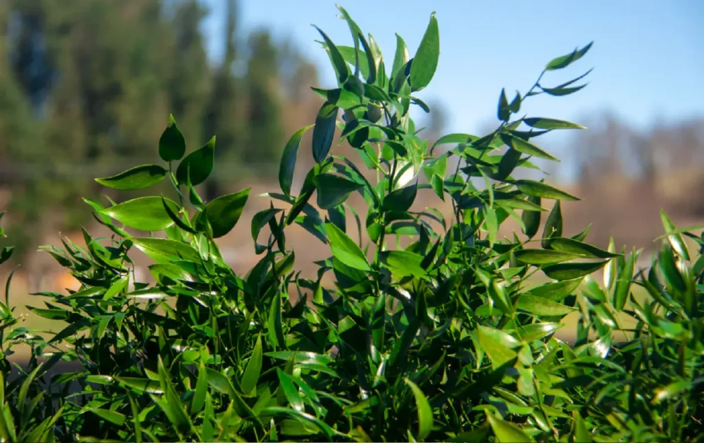 Ruscus Italiano - Patagonia Vital