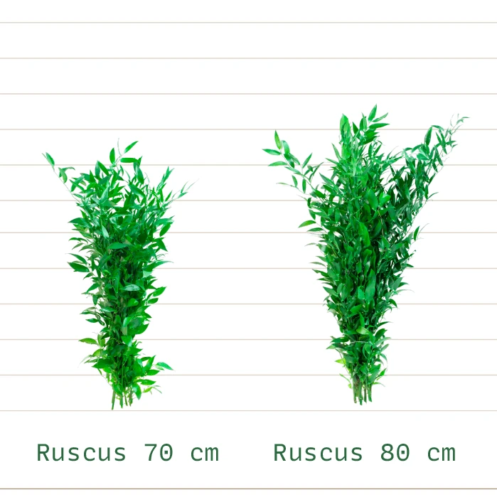 Ruscus Italiano - Patagonia Vital