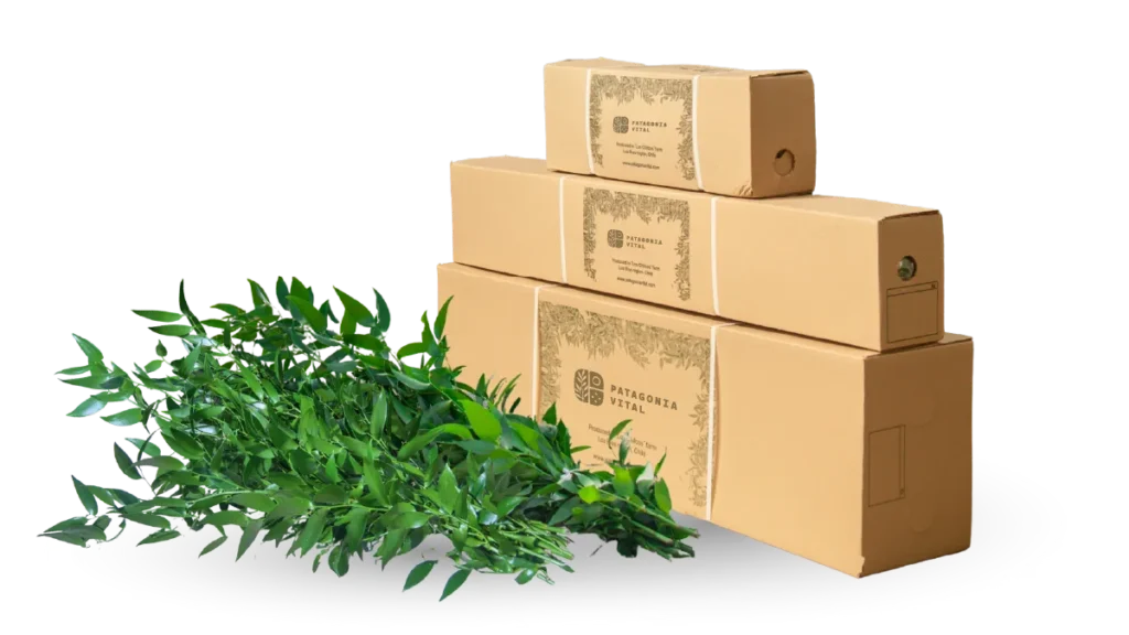 Ruscus Italiano - Patagonia Vital