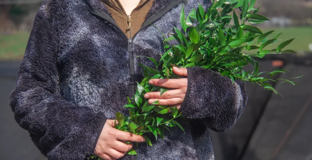 Ruscus Italiano - Patagonia Vital