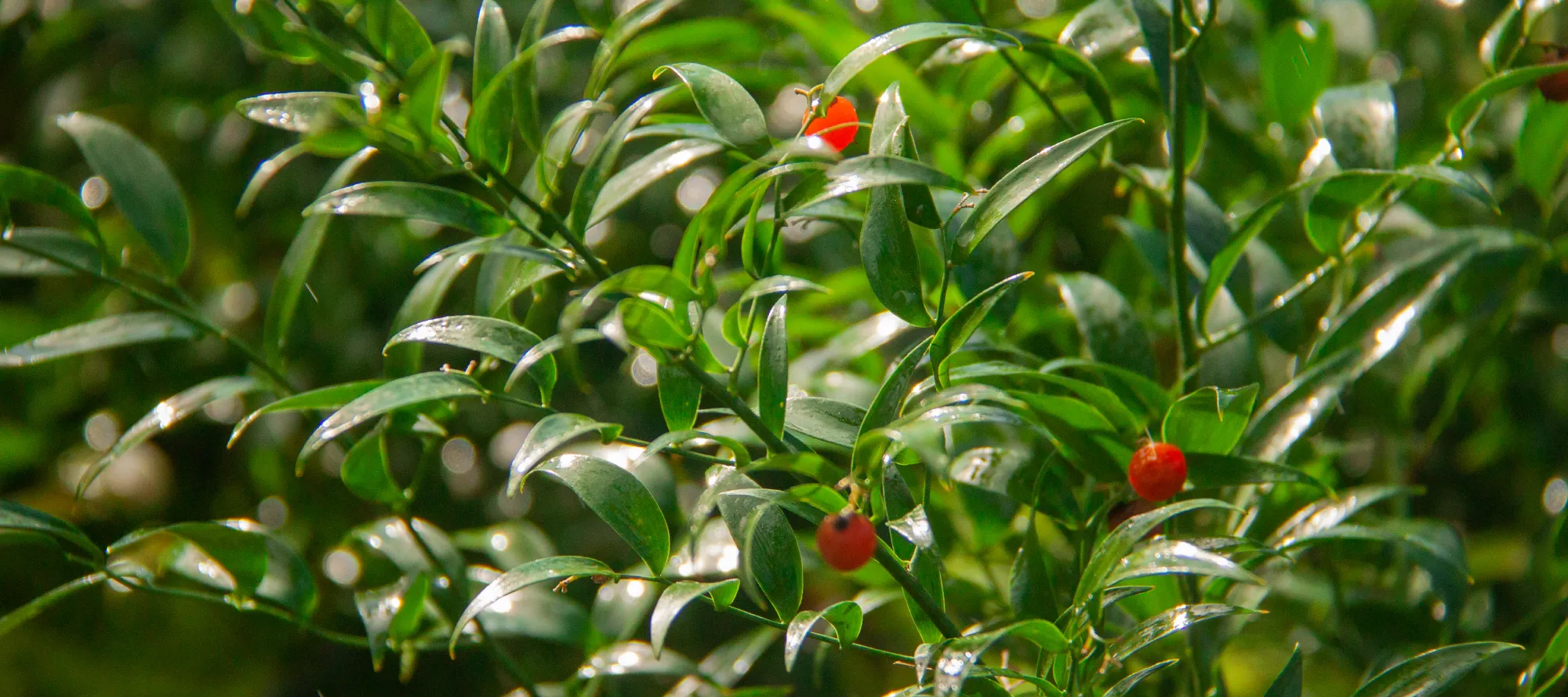 Patagonia Vital - Ruscus Italiano